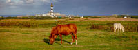 3--Chevaux-sur-l'île-d'Ouessant-(-29-)